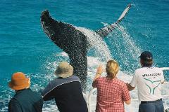Fraser, Hummer and Whales